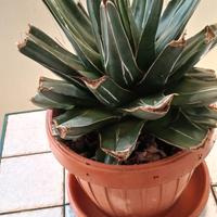 Pianta grassa " CACTUS ZEBRA" ( Haworthia fasciata