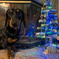 Bassotto per accoppiamento