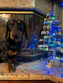 Bassotto per accoppiamento