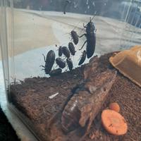 Blatte fischianti (Gromphadorhina portentosa)