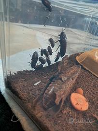 Blatte fischianti (Gromphadorhina portentosa)