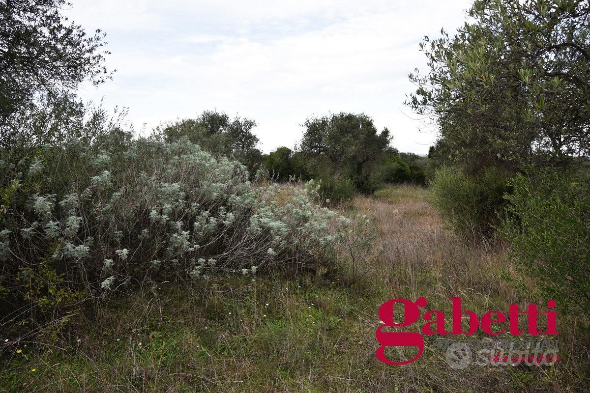 Terreno Agricolo Sorso [cod. rif6000745VRG] - Altro