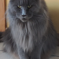 Maine Coon adulta