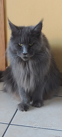 Maine Coon adulta