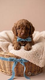 Cuccioli di barboncino Toy disponibili-Molfetta Ba