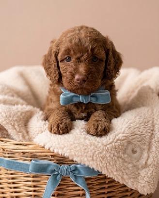 Cuccioli di barboncino Toy disponibili-Molfetta Ba