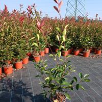 photinia (fotinia) vaso 18 da siepe (4,50€)