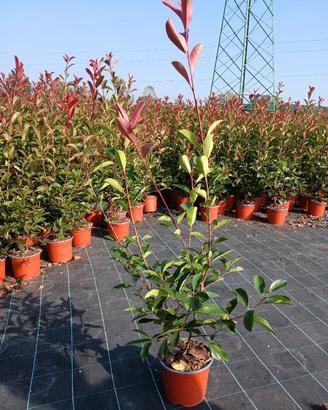 photinia (fotinia) vaso 18 da siepe (4,50€)