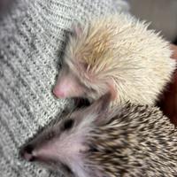 Riccio africano albino piccolo