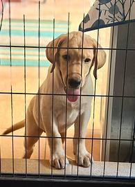 Labrador pedigree