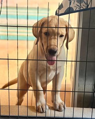 Labrador pedigree