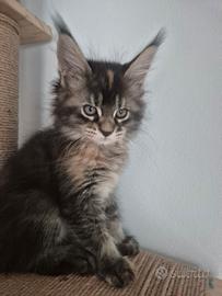 Cucciola Maine coon