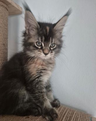 Cucciola Maine coon