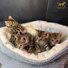 Cuccioli di Bengala con pedigree