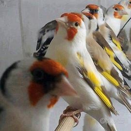 Cardellino mayor favato