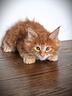 cuccioli-di-gattini-maine-coon