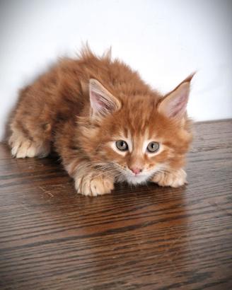 Cuccioli di gattini Maine Coon