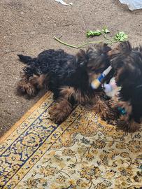 Cuccioli di Yorkshire terrier