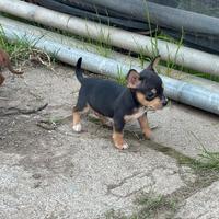 Pinscher Chihuahua