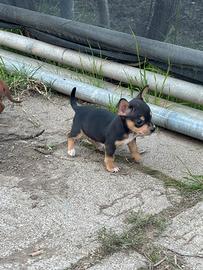 Pinscher Chihuahua