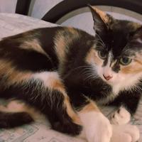 Gattina mix sphynx genitori testati(consegna)