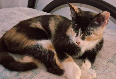 Gattina mix sphynx genitori testati(consegna)