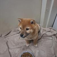 Cuccioli si Shiba Inu