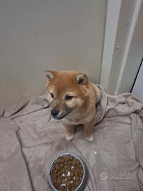Cuccioli si Shiba Inu