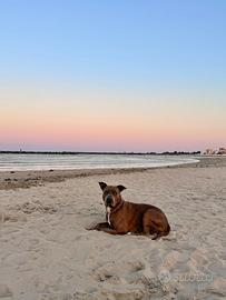 Amstaff per ACCOPPIAMENTO con pedigree