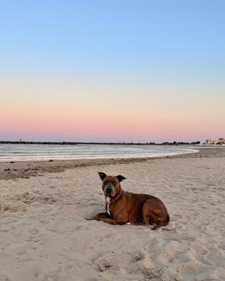 Amstaff per ACCOPPIAMENTO con pedigree