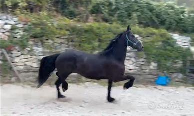 Cavalla Frisona