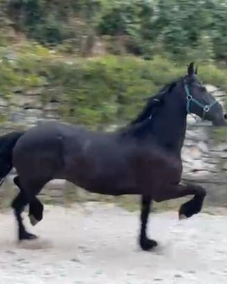 Cavalla Frisona