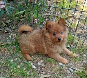 Spitz piccolo