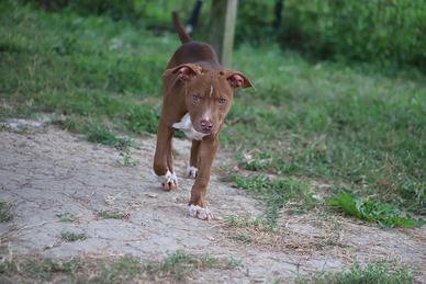 Cucciole Pit Bull con pedigree anche a rate