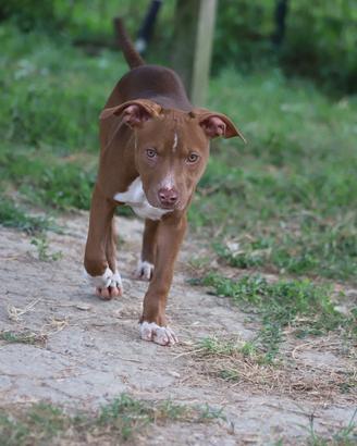 Cucciole Pit Bull con pedigree anche a rate