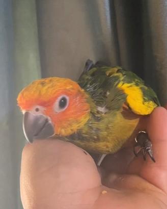 Papagallo