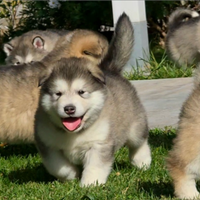 Alaskan malamute