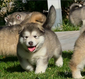Alaskan malamute