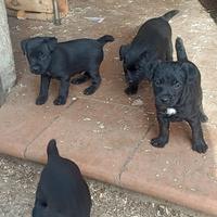 Patterdale Terrier