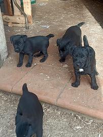 Patterdale Terrier