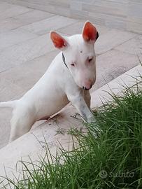 Bull terrier standard