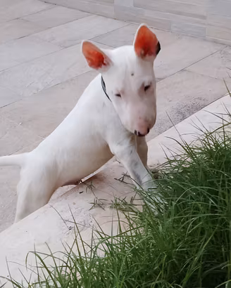 Bull terrier standard