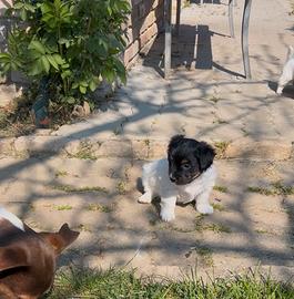 Cucciolo Jack Russel a pelo ruvido