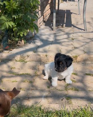Cucciolo Jack Russel a pelo ruvido