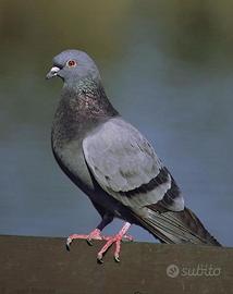 Piccione