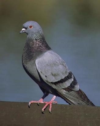 Piccione