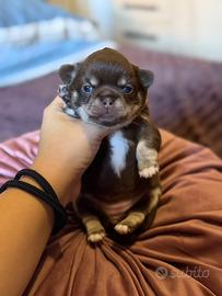 Cucciola di chihuahua PEDIGREE ENCI selezionata