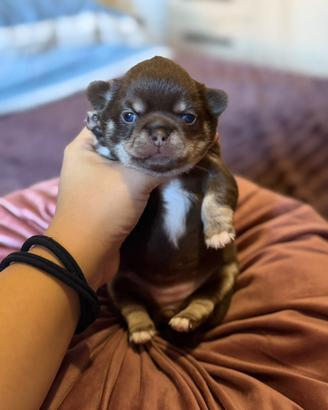 Cucciola di chihuahua PEDIGREE ENCI selezionata