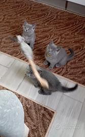 British shorthair femmine 