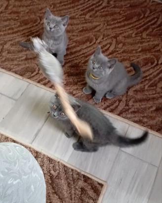 British shorthair femmine 